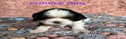 Cavalier King Charles Spaniel dogs for sale: Beautiful KC Cavalier King Charles Spaniel Puppies in Bristol - Advert 13