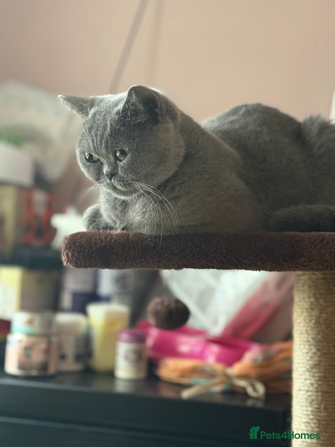 British Shorthair cats for sale: Lilac British shorthairs champion lines  - Image 15