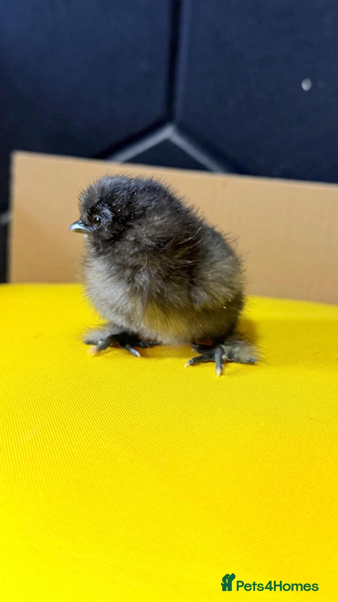 Chickens poultry for sale: Serama & Silkie Chicks  - Advert 1