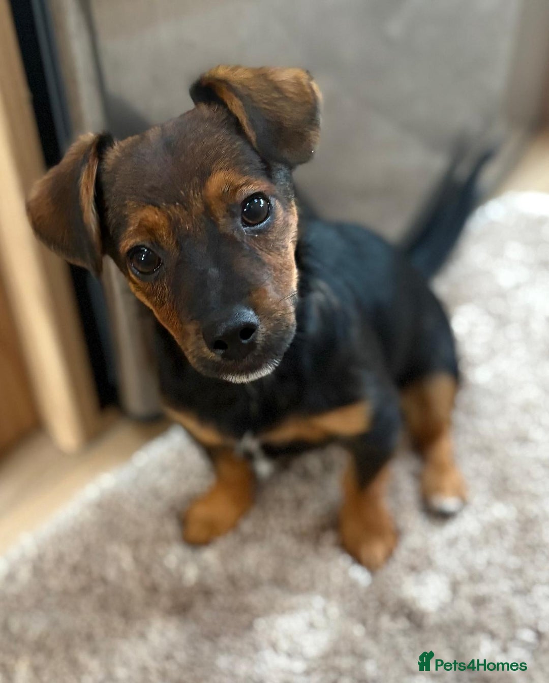 Jack Russell dogs for sale: Traditional Short-legged Jack Russell Boy. - Image 20