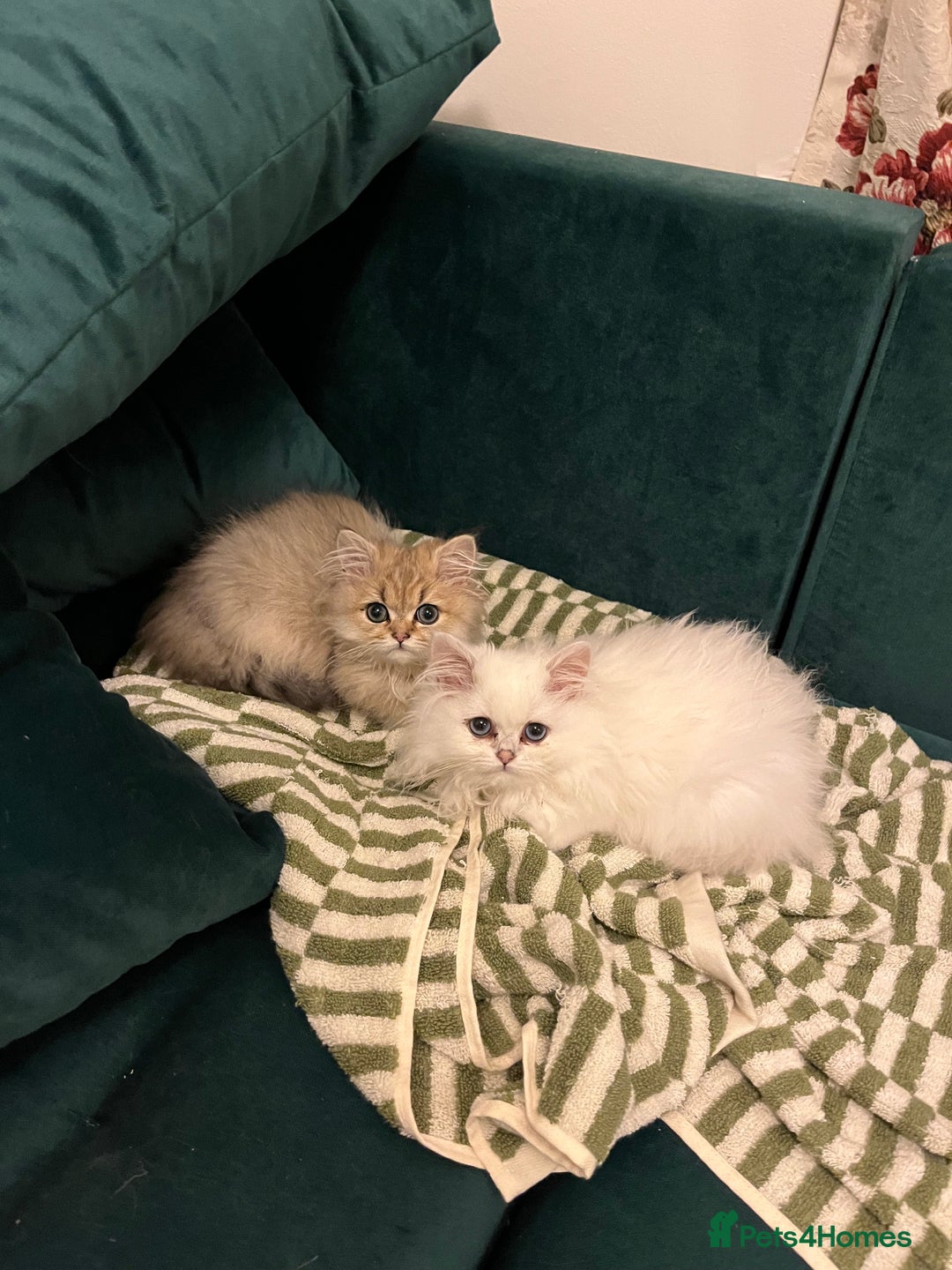 British Longhair cats for sale: Stunning British Longhair Kittens - Goldy & Snowy! - Advert 9