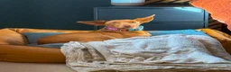 Ibizan Hound dogs for adoption: Cris - sweet female Podenco  in Ware - Advert 15