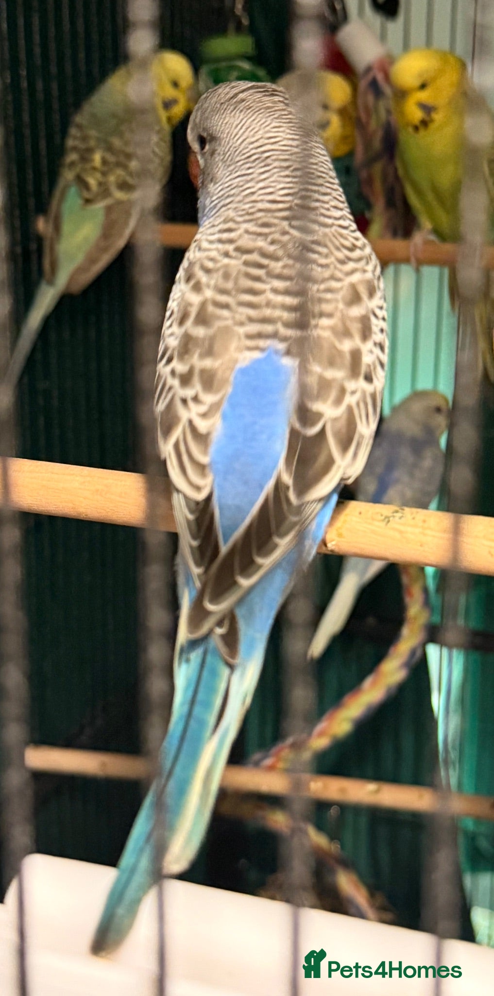 Budgerigars birds young  budgies available SOLD MORE AVAILABLE SOON - Advert 1