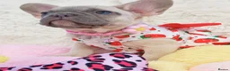 French Bulldog dogs for sale: French bulldog  - Advert 13