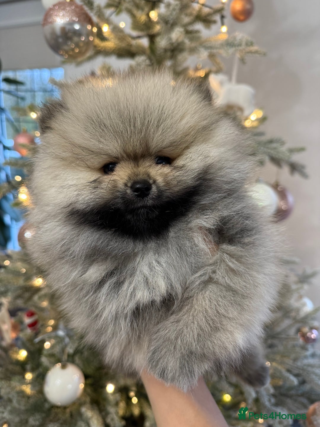 Pomeranian dogs for sale: KC Registered Pomeranian Puppies - Advert 18