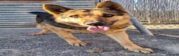 German Shepherd dogs for adoption: 🚨‼️URGENT‼️🚨 Bandit 💙🐾 - Advert 6