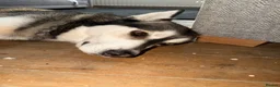 Mixed Breed dogs for sale: Male husky for sale  - Advert 2