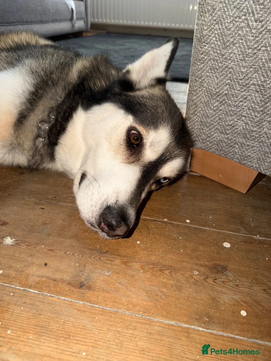 Mixed Breed dogs for sale: Male husky for sale  - Advert 2