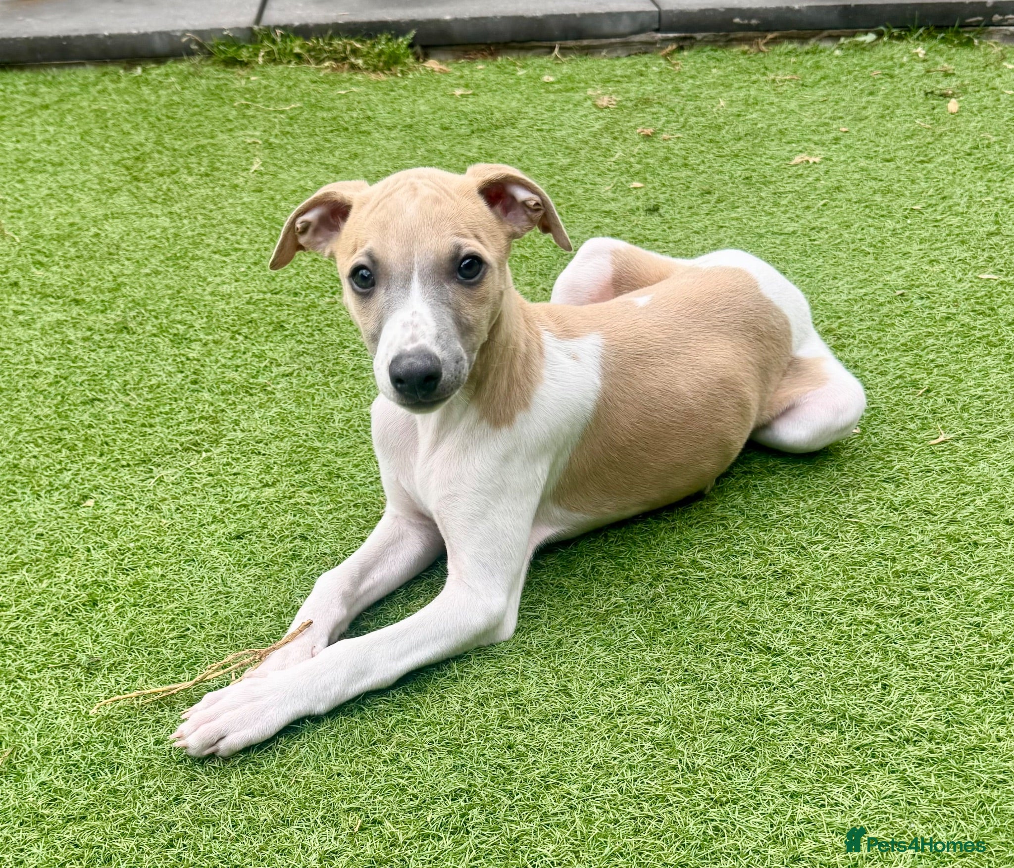 Whippet dogs Beautiful whippet babies READY NOW!🩷💙 - Advert 1