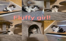 Mixed Breed cats for sale: 4 little kittens looking lovely new home.  - Image 2