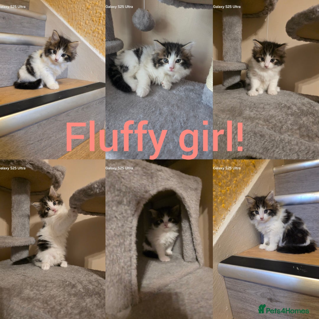 Mixed Breed cats for sale: 4 little kittens looking lovely new home.  - Image 2