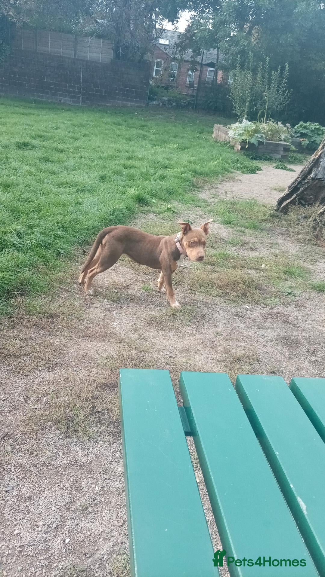 Mixed Breed dogs Beautiful coco bullstaffy - Advert 1