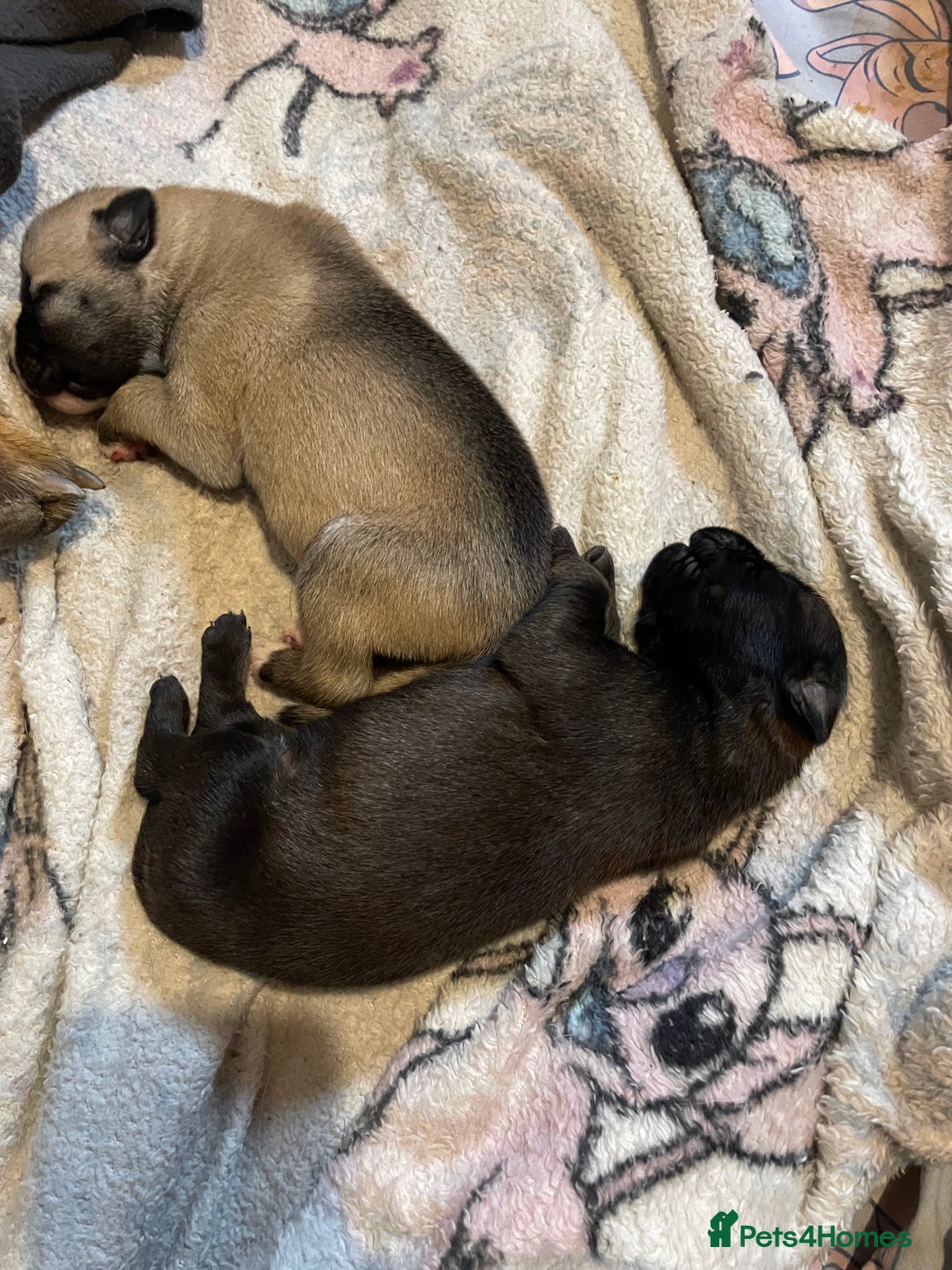 Mixed Breed dogs for sale: Bullsky puppies  - Advert 13