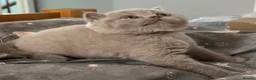 British Shorthair cats for sale: 🏆Exceptional GCCF Registered BSH Kittens🏆 - Advert 3