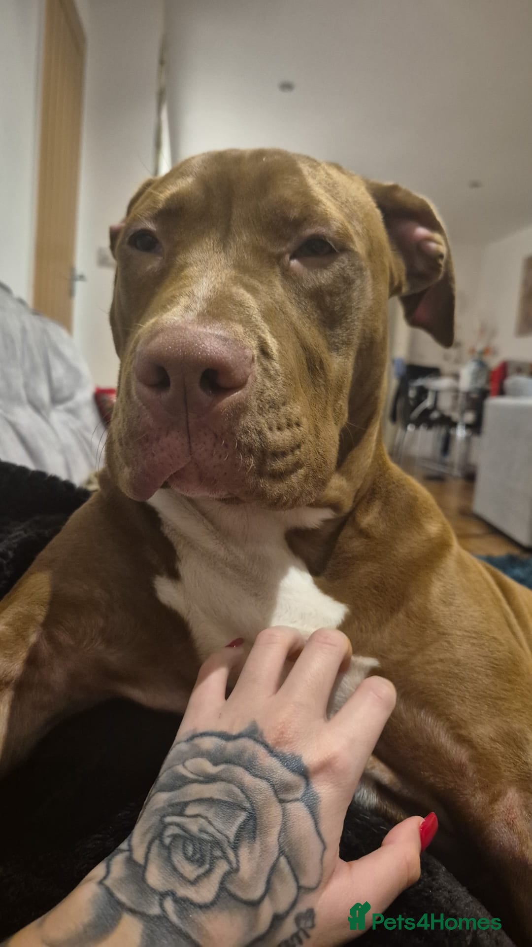 Mixed Breed dogs for sale: Honey is looking for the perfect home 💜 - Advert 3