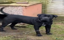 Cane Corso dogs for sale: Cane corso  - Image 5