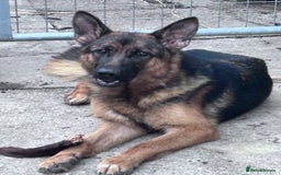 German Shepherd dogs for sale: German shepherd  - Image 7