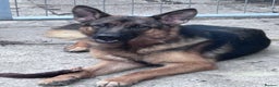 German Shepherd dogs for sale: German shepherd READY TO LEAVE - Advert 14