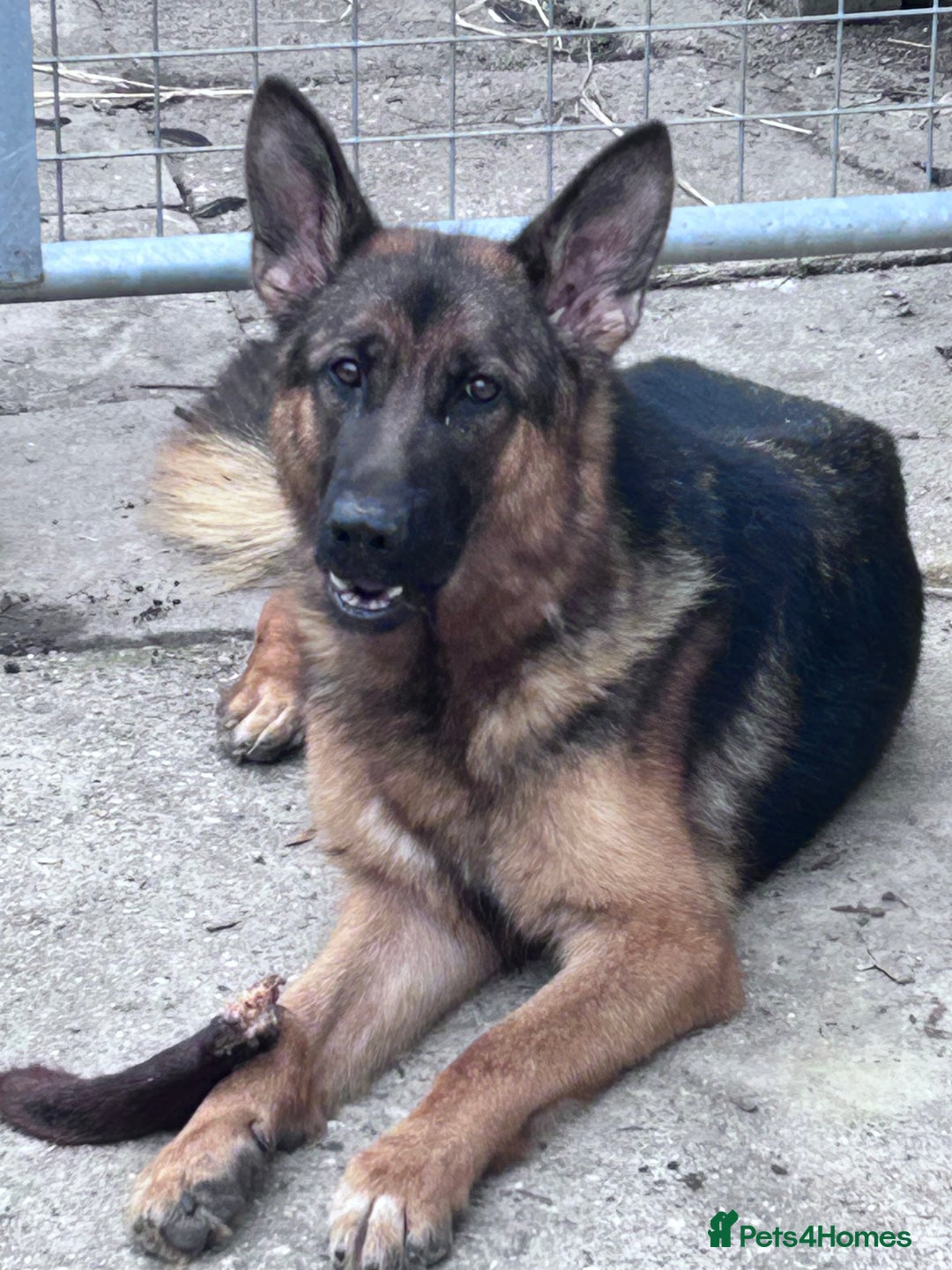 German Shepherd dogs for sale: German shepherd  - Image 7