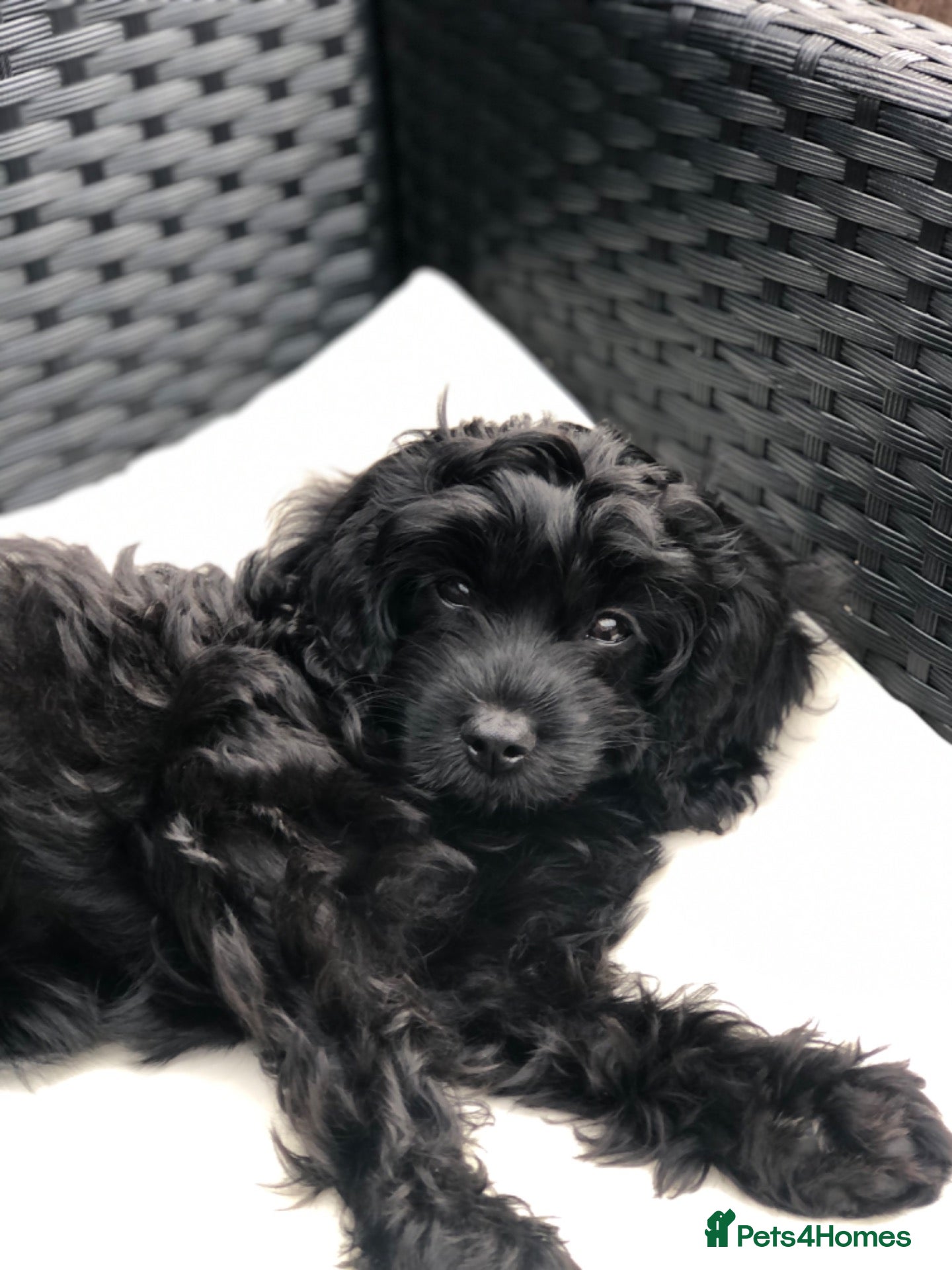 Cavapoo dogs REDUCED!ready to go 1 GIRL LEFT! black cavapoos - Advert 2