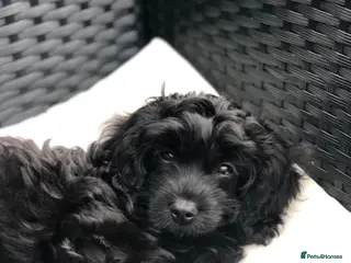 Cavapoo dogs REDUCED!ready to go 1 GIRL LEFT! black cavapoos - Advert 15