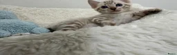 Bengal cats for sale: Out standing TICA reg Bengal Kittens  - Advert 5