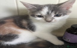 Mixed Breed cats for sale: Emma packer - Image 1