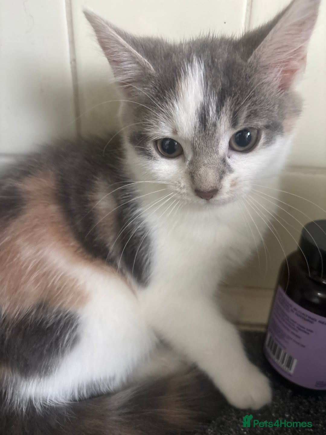 Mixed Breed cats for sale: Emma packer - Image 1