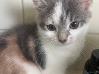 Mixed Breed cats - Advert 21