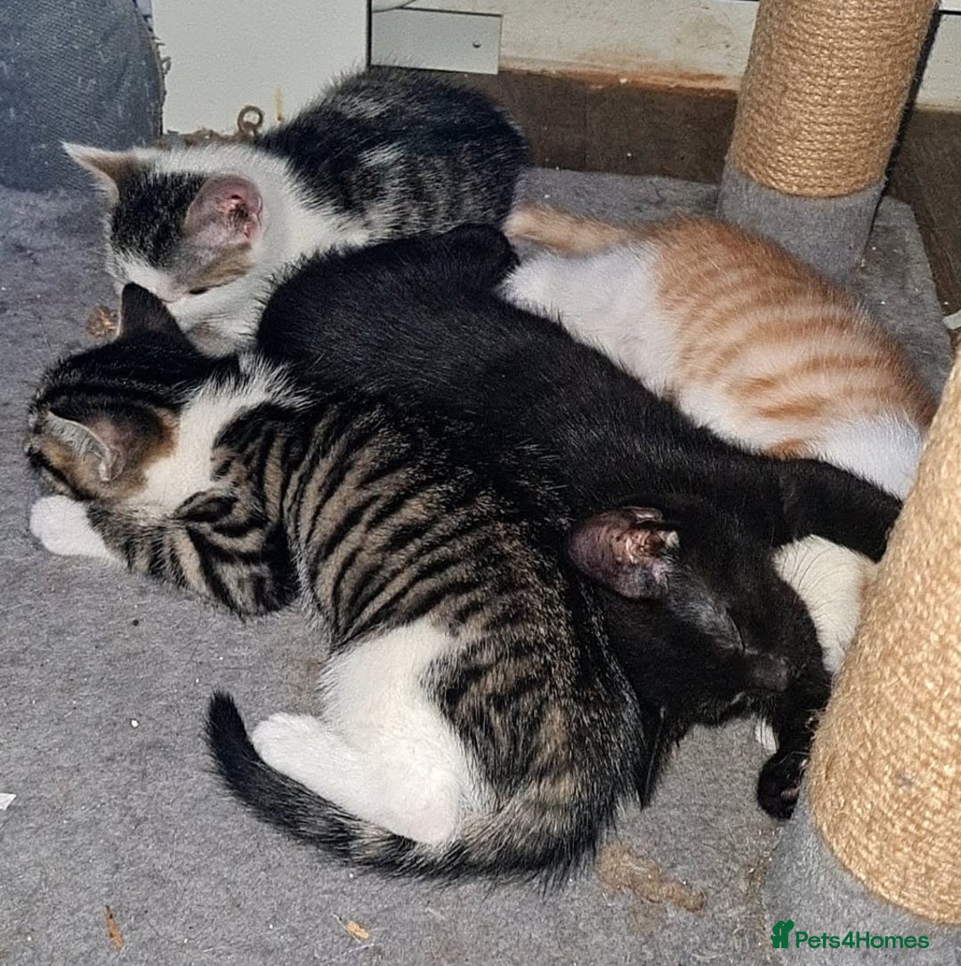 Mixed Breed cats for sale: 10 beautiful kittens - Image 9