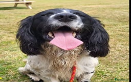 English Springer Spaniel dogs for sale: English springer spaniel pups  - Image 26