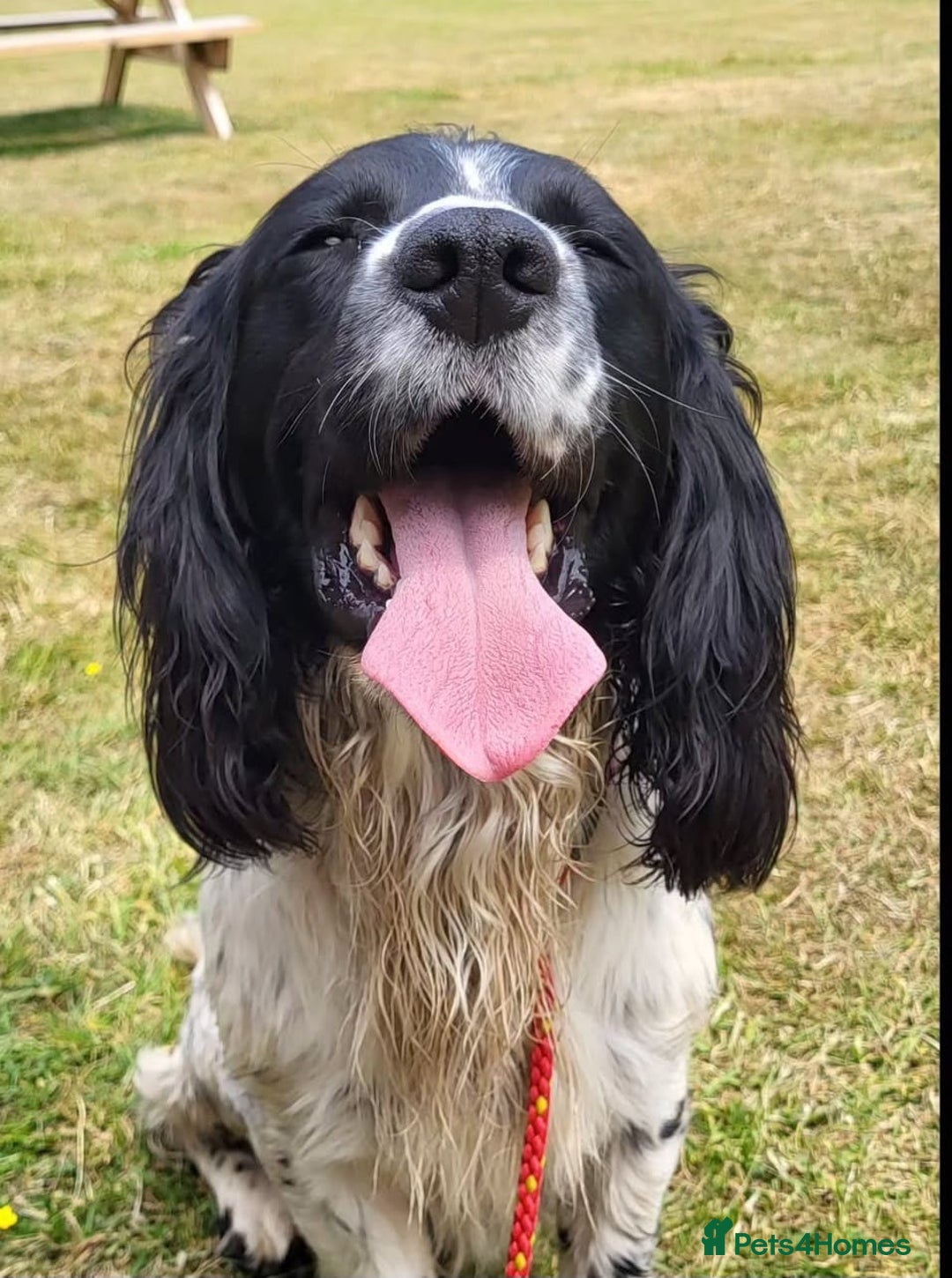 English Springer Spaniel dogs for sale: English springer spaniel pups  - Image 26