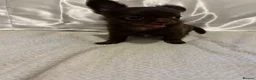 Chihuahua dogs for sale: Precious Tiny Chelsea Chihuahuas  - Advert 9