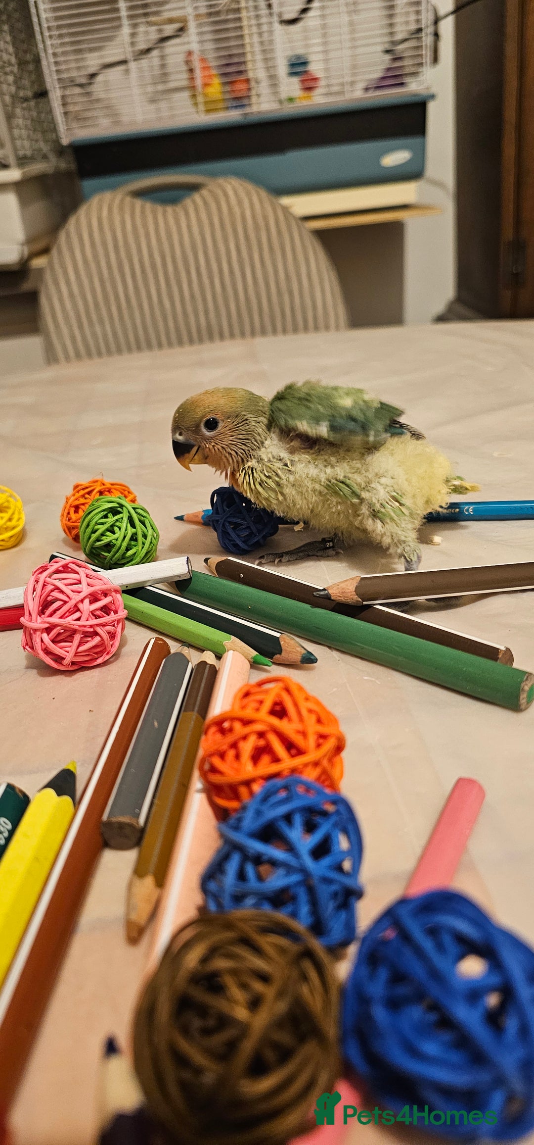 Lovebirds birds for sale: 3 Baby lovebirds - Advert 7