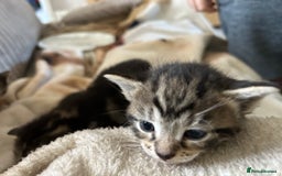 Bengal cats for sale: 3 Bengal mix kittens  - Image 12