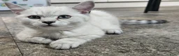 British Shorthair cats for sale: READY NOW GCCF Registered Kittens For Sale - Advert 10