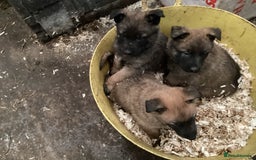 Belgian Shepherd Dog dogs for sale: Belgian shepherd puppies - Image 1