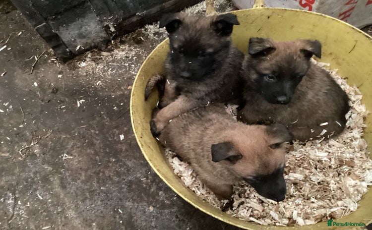 Belgian Shepherd Dog dogs - Advert 1