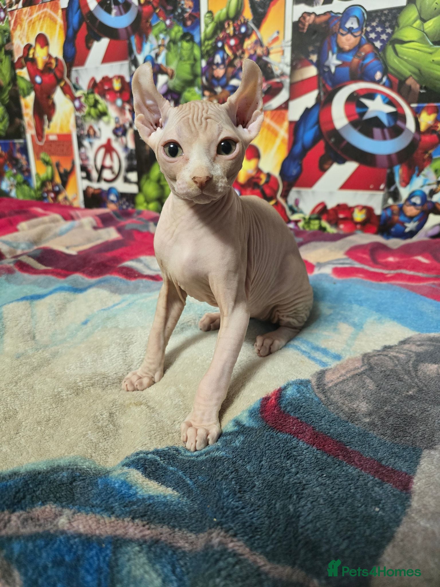 Sphynx cats Sphynx kittens  - Advert 5