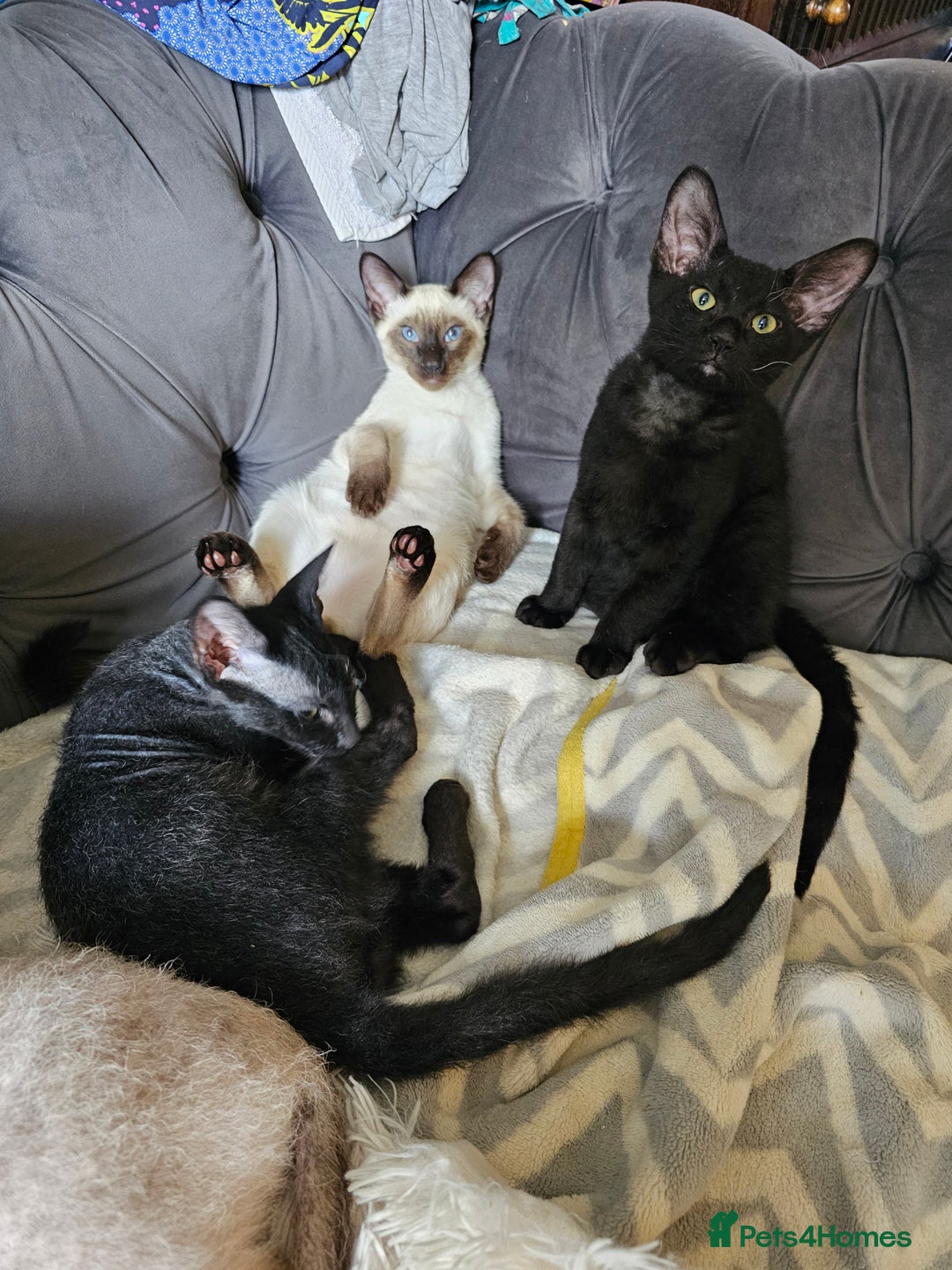 Siamese cats for sale: Siamese X Sphynx kittens - Image 22