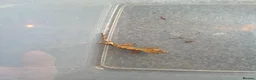 Gecko reptiles for sale: 2 crested babies for sale. - Advert 7