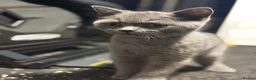 British Shorthair cats for sale: British Shorthair Needs New Home in Bury - Advert 5
