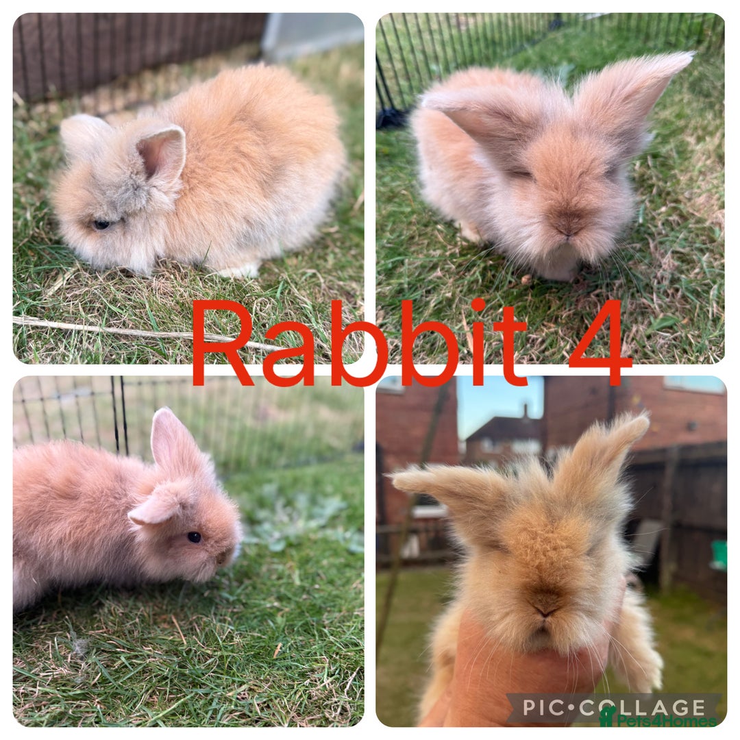 Mixed Breed rabbits for sale: 6 lion head x lops for sale  - Image 4