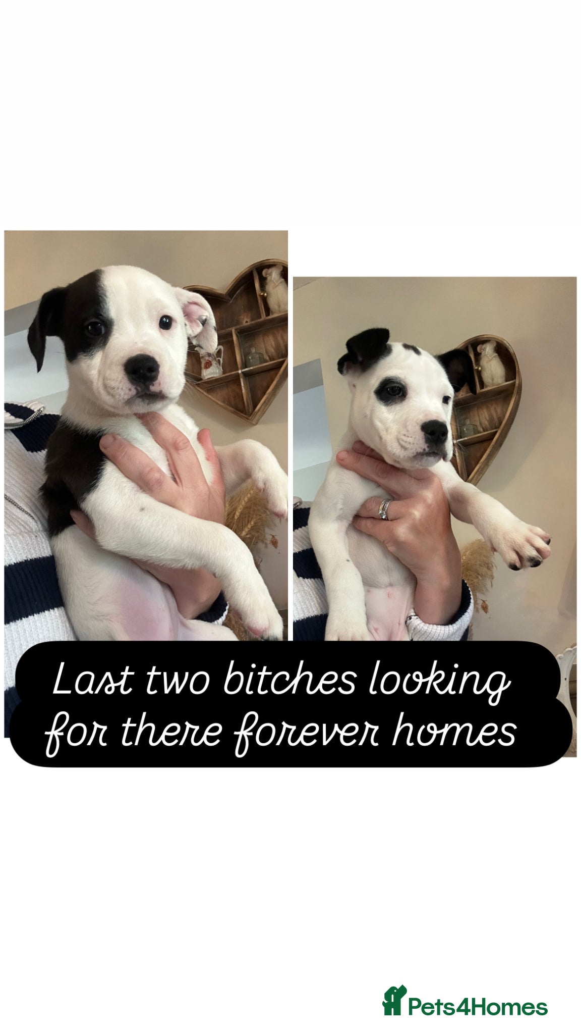 Mixed Breed dogs Puppys for sale  - Advert 1