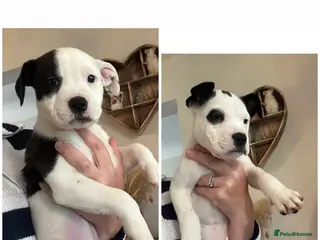 Mixed Breed dogs Puppys for sale - Advert 1