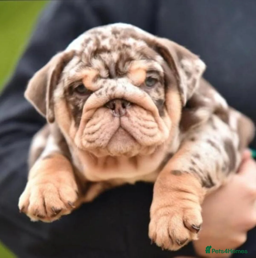 English Bulldog dogs for stud: Proven English bulldog Stud - Don Truffle - Advert 14