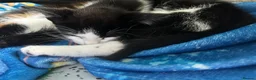 Domestic Shorthair cats for sale: Cutest black and white boy - Advert 4
