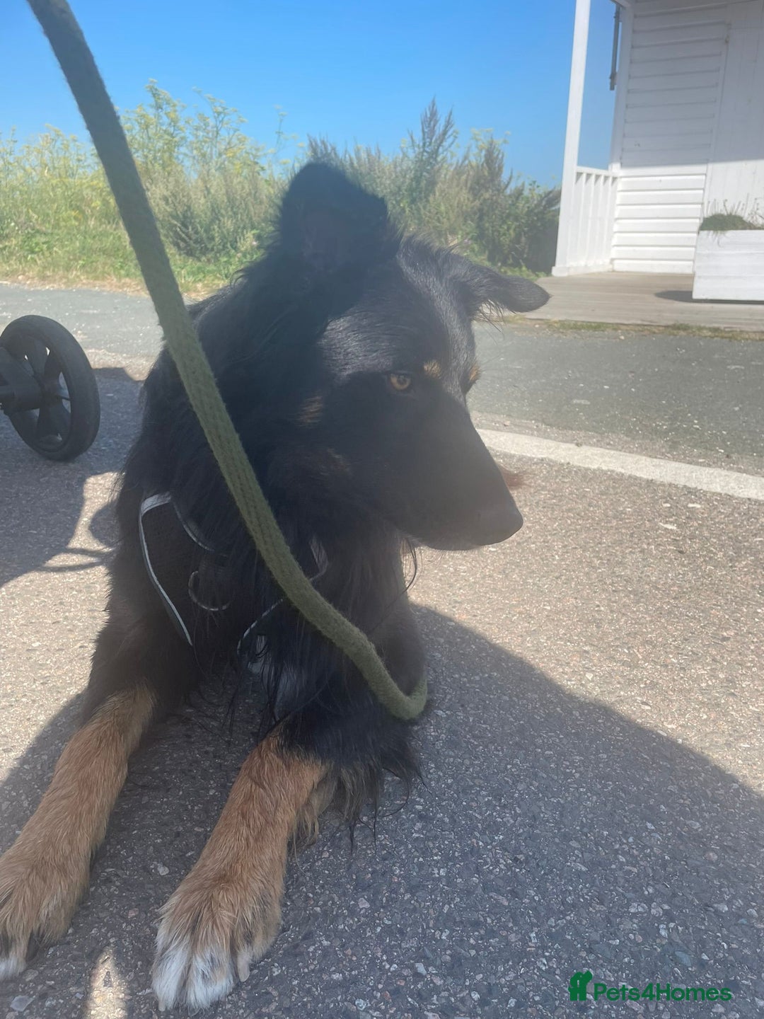 Mixed Breed dogs for sale: Draven is looking for a new home <3 - Advert 3