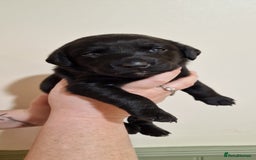 Labrador Retriever dogs for sale: KC Registered Black Lab (1 Girl, 1 boy remaining) - Image 33