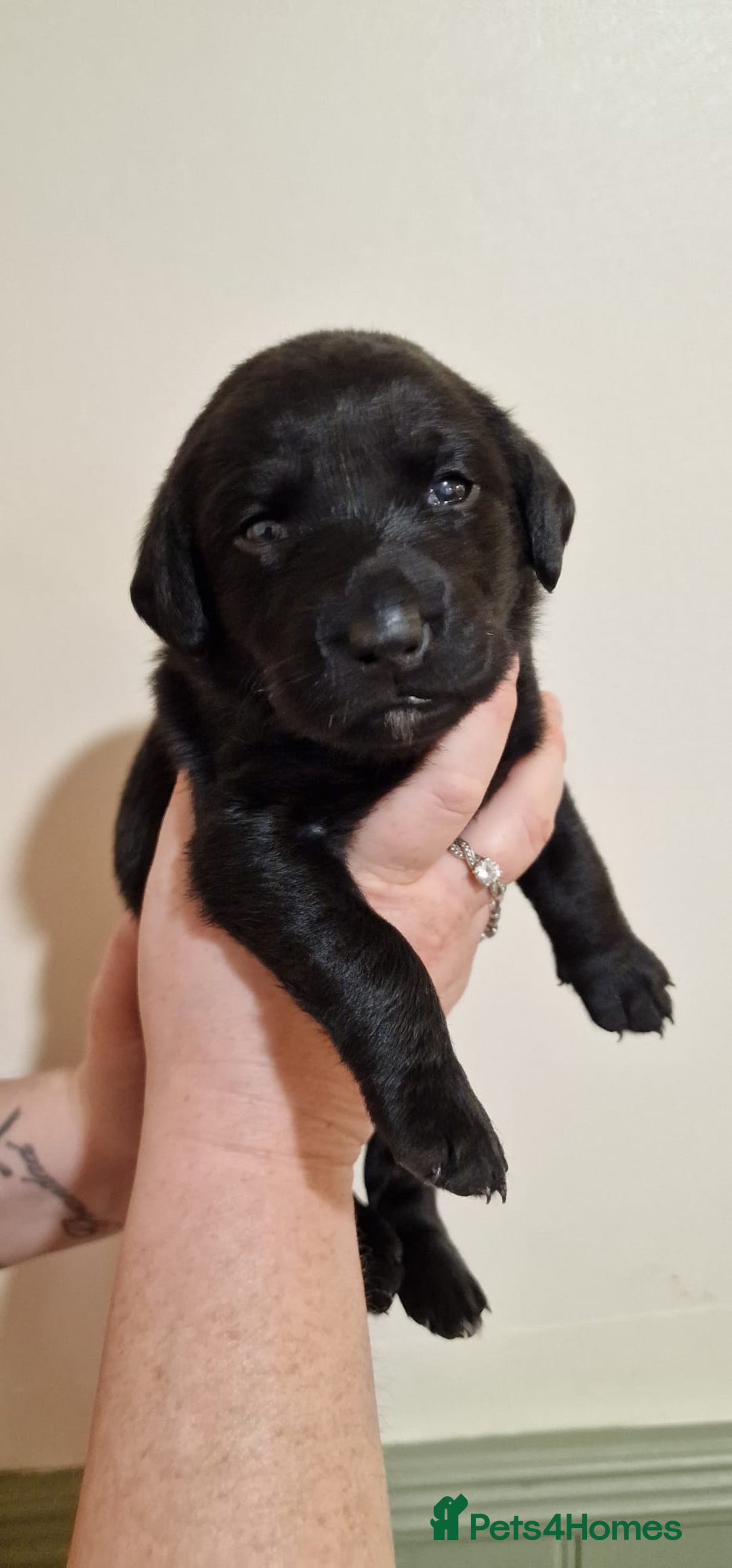Labrador Retriever dogs for sale: KC Registered Black Lab (1 Girl, 1 boy remaining) - Image 33